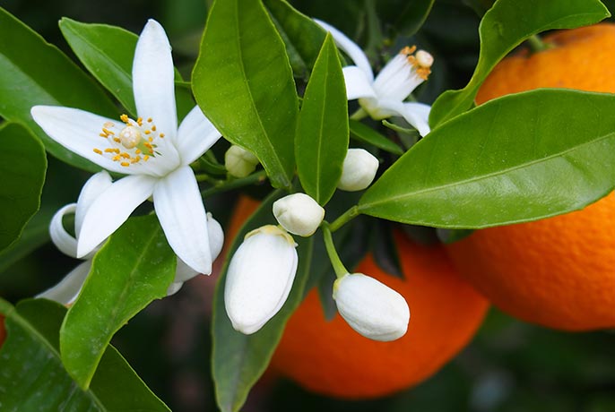 Orange blossom