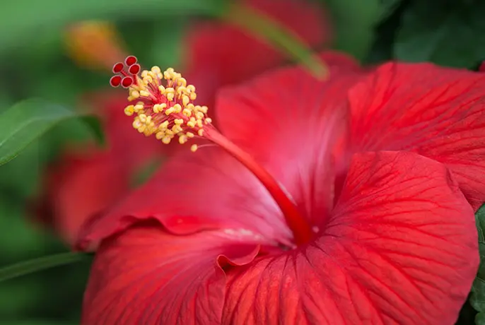 red hibiscus