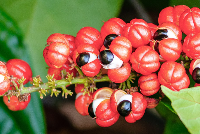 Guarana (1)