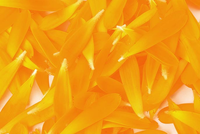 calendula petals