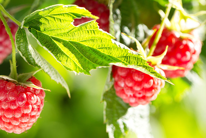 raspberry-leaves (2)