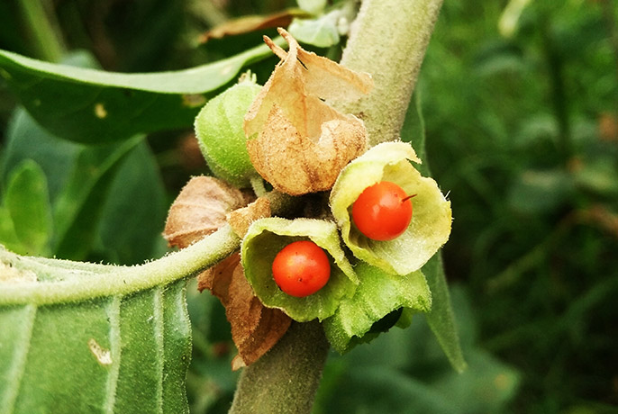 ashwagandha-2