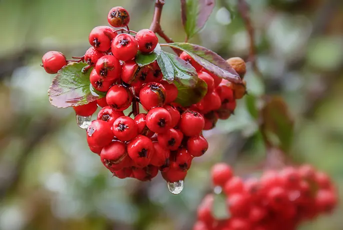 Rowan-berry.webp