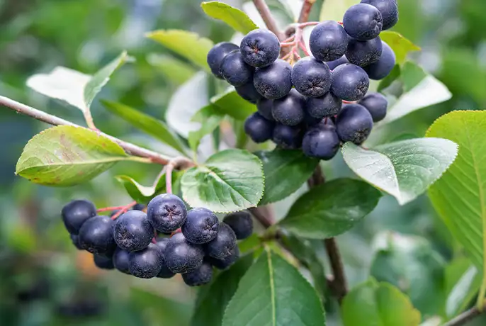 aronia.webp