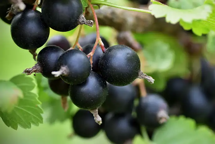 blackcurrant.webp