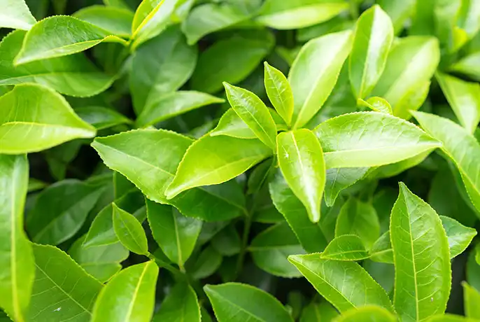 green-tea-1.webp