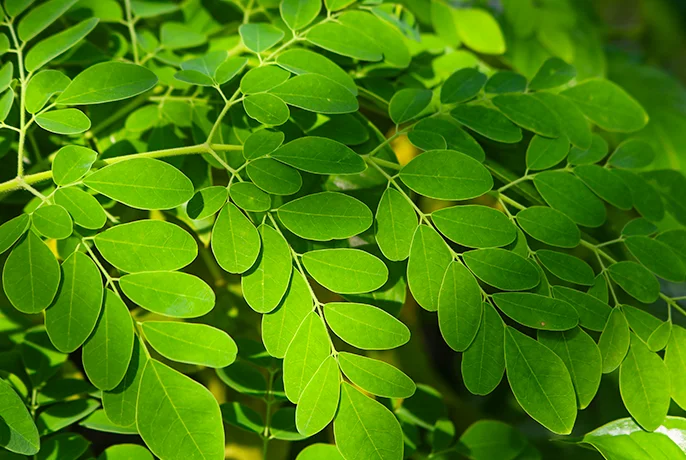 wowtea-web-berry-wellness-pp-ingridients-moringa.webp