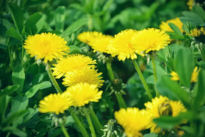WOWTEA-WEB-Beauty-Tea-PP-Ingredients-dandelion-root.webp