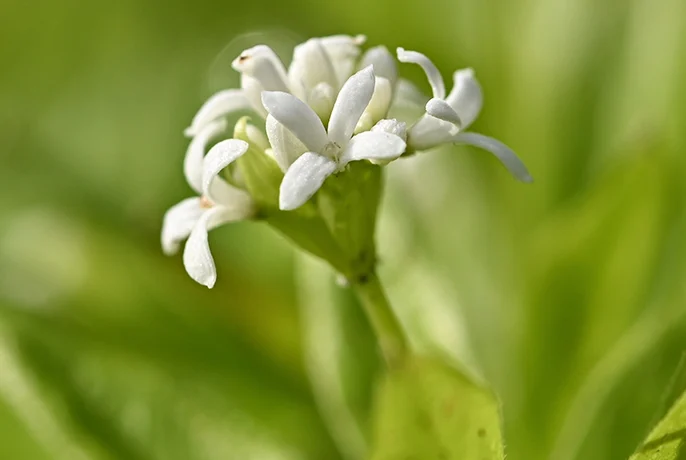 Matcha-Detox-Ingredients-Galium.webp