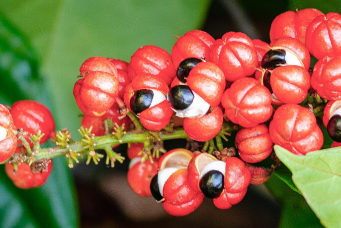 Guarana.jpg