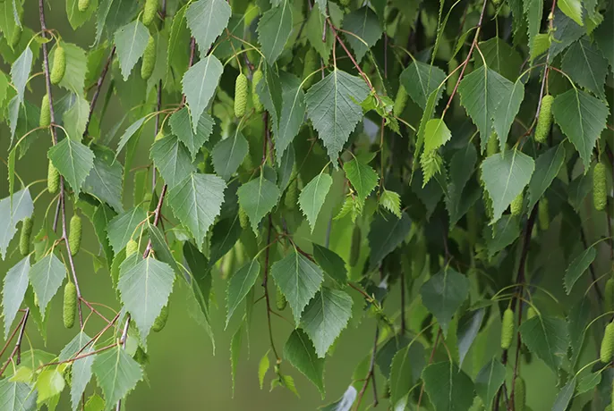 Matcha-Detox-Ingredients-White-Birch