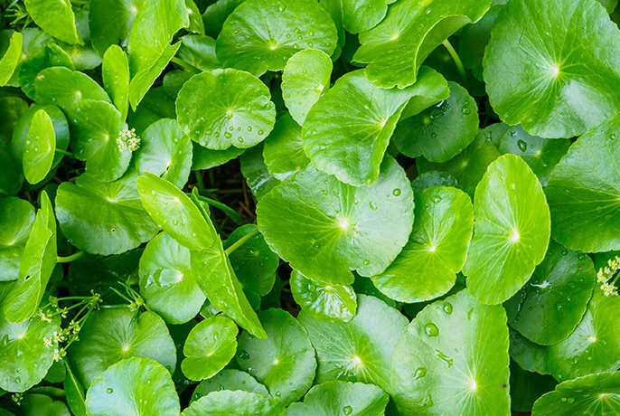 Order – Julho 1, 2021 @ 09:34 PM